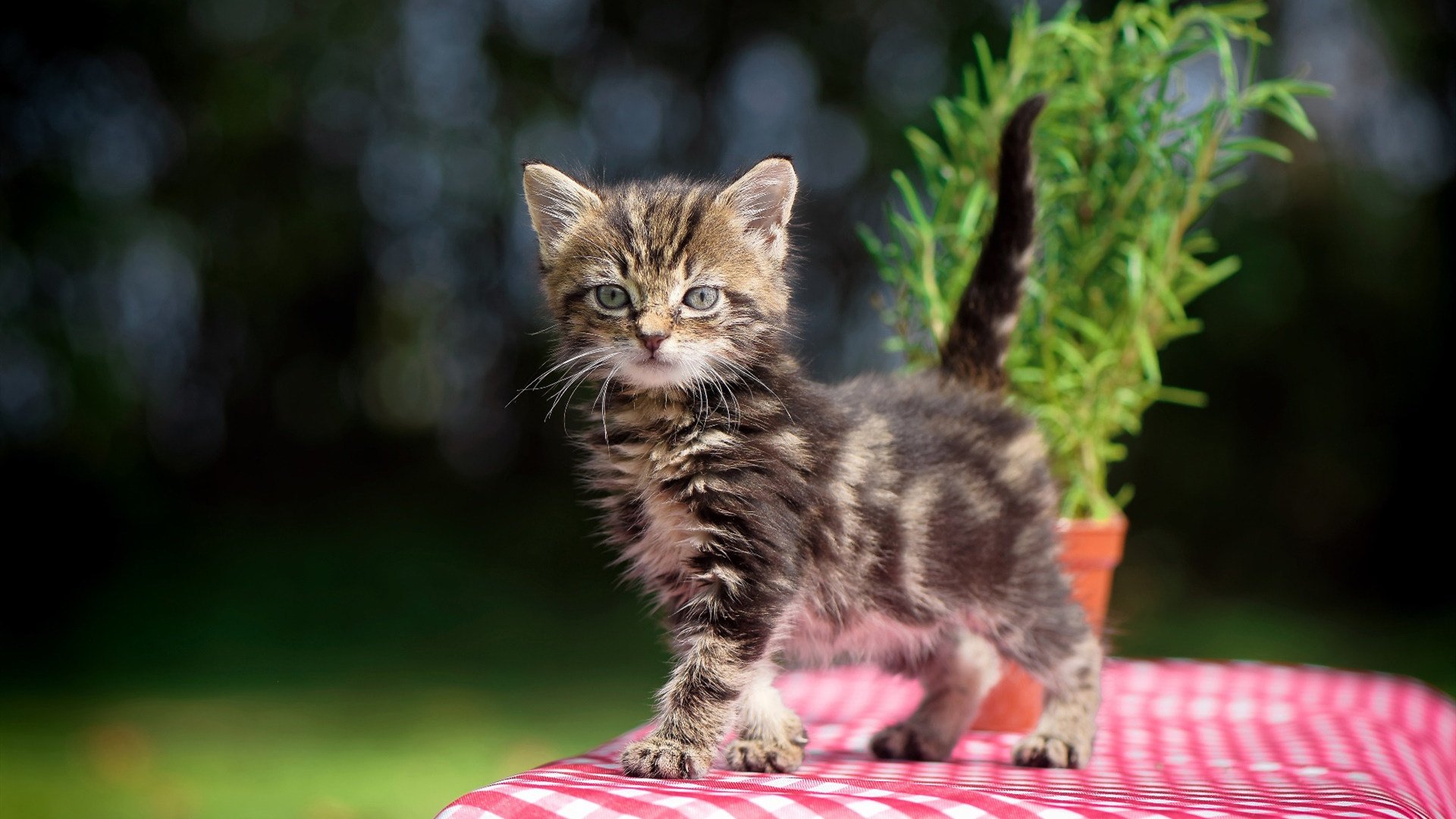 开云体育官网-冰与火之舞—楚阿梅尼的东决封神之夜