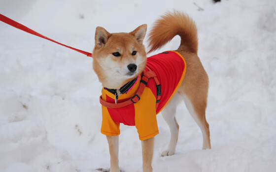 开云体育app-钢铁之城，王者之心，格纳布里毕尔巴鄂决胜局接管瑞士之战