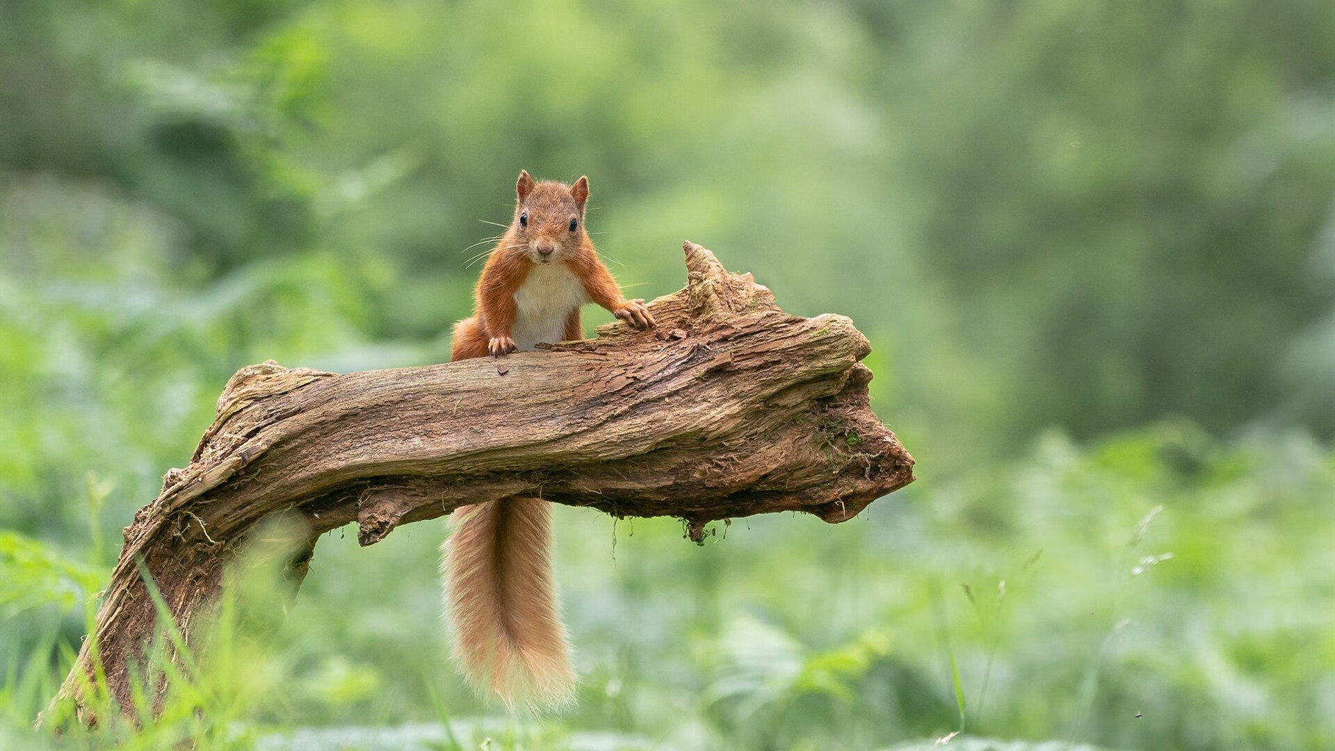 开云体育APP下载-雷霆狂胜篮网背后，浓眉蜕变关键先生，新王登基之路开启