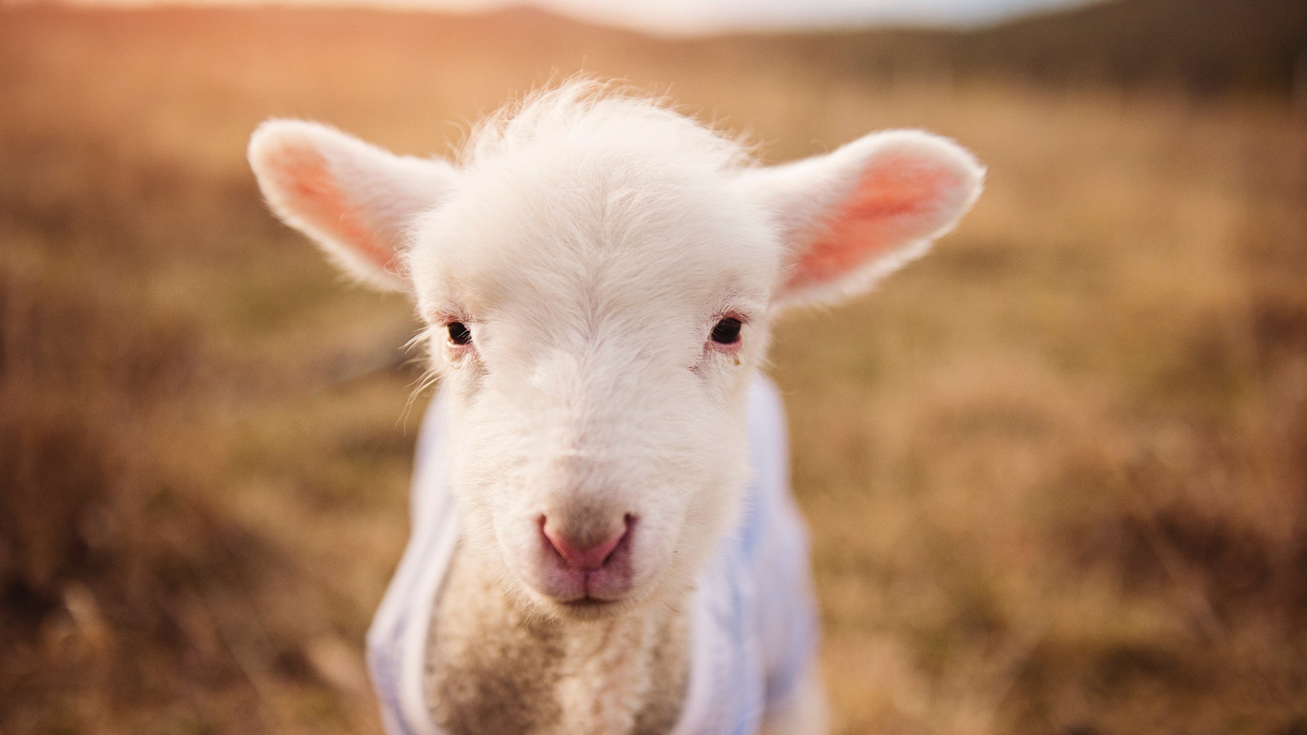 开云sport-圣西罗之夜，福克斯一记惊雷，刷新尘封半世纪的意甲铁律