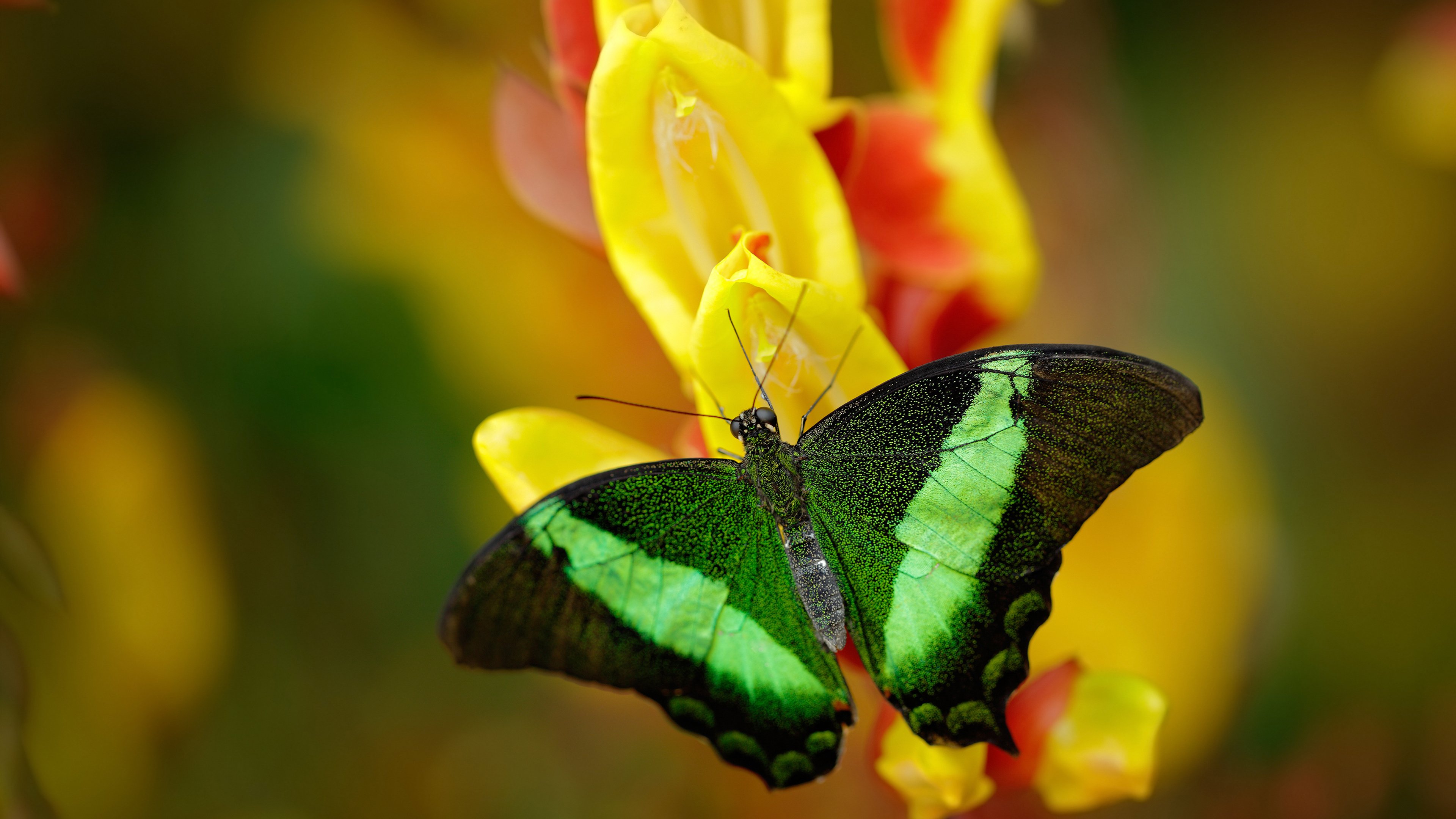 开云体育入口-伊布降临德意志，那一夜，传奇踏碎铁血王座