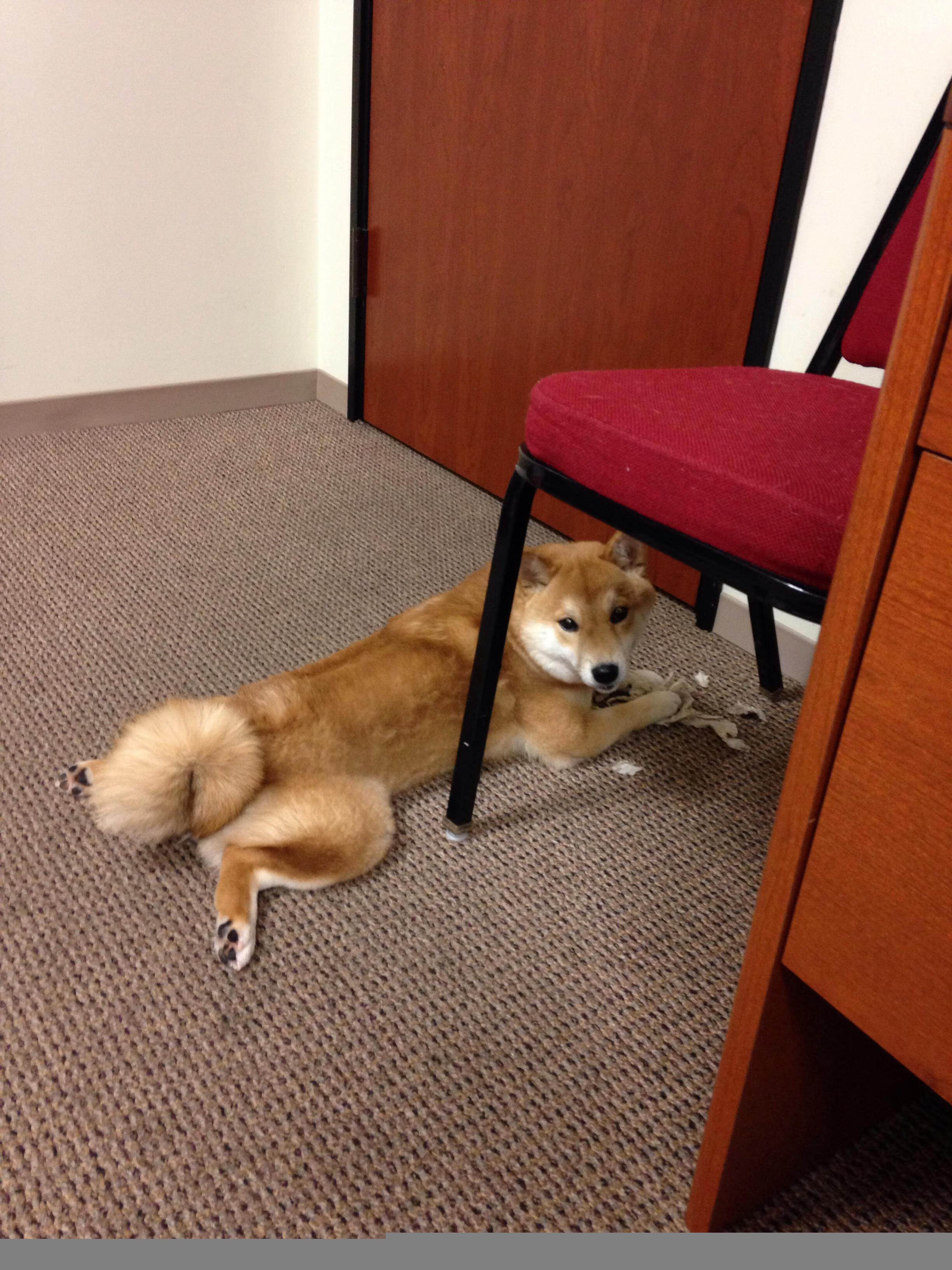 开云体育平台APP-打破桎梏，戈贝尔化身进攻端核武器—掘金迎战上海队狂胜的背后