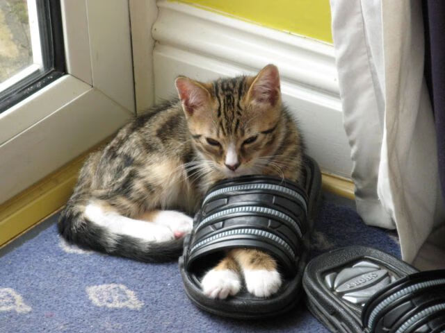 一个人的战争，一支队的胜利，阿克统治全场，伊朗决胜局带走加拿大