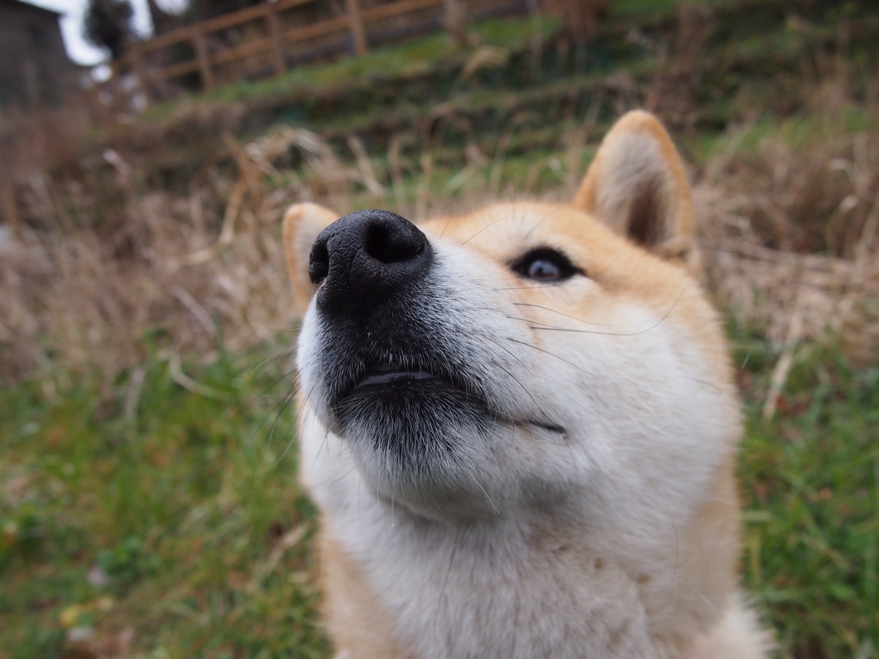 寂静棋局与惊雷落子，当英格拉姆在季后赛踏平无形雷霆