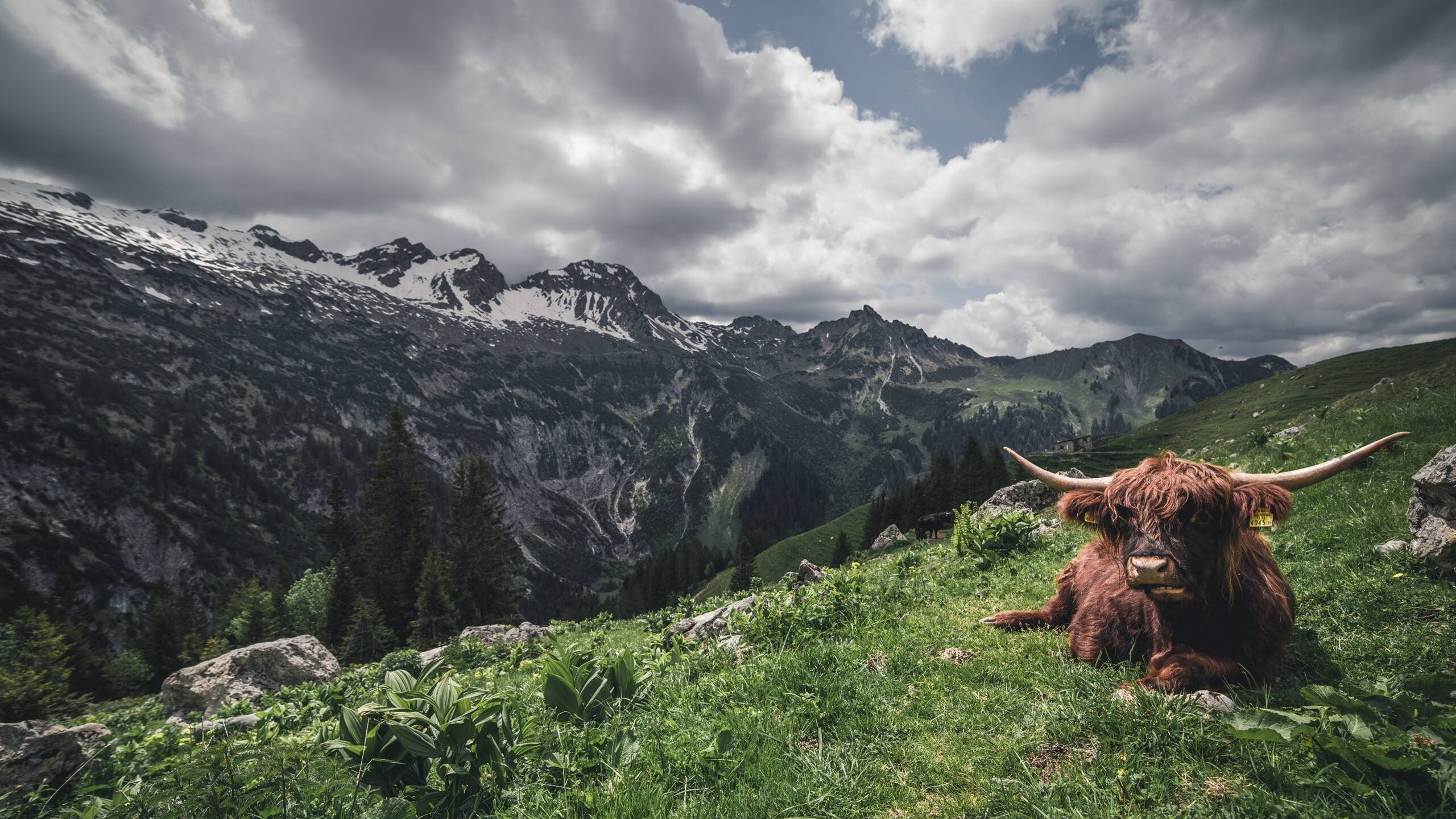 开云sport-蓝色巨浪席卷北非之盾，马丁内利点睛，那不勒斯展现统治级压制力