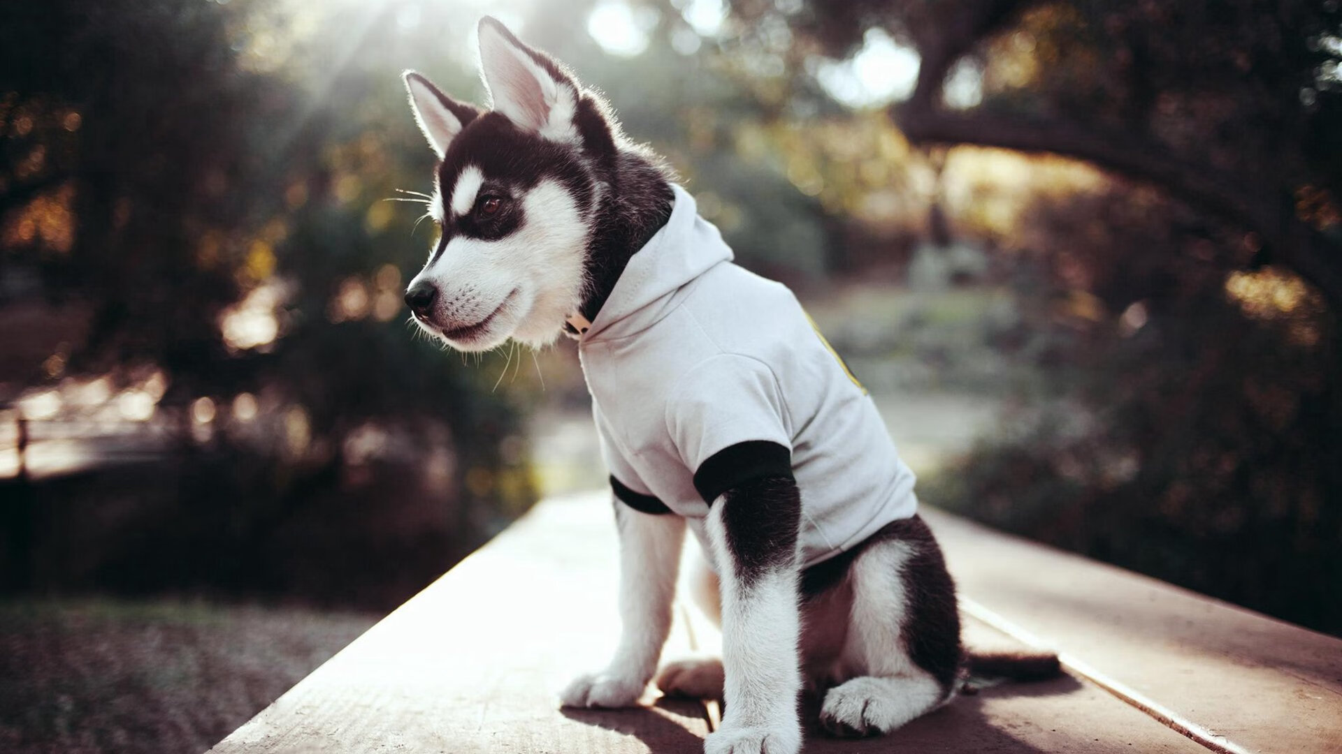 开云体育APP下载-芝加哥的夜晚只回荡一个名字，当米切尔用指尖拨动北岸花园的时钟