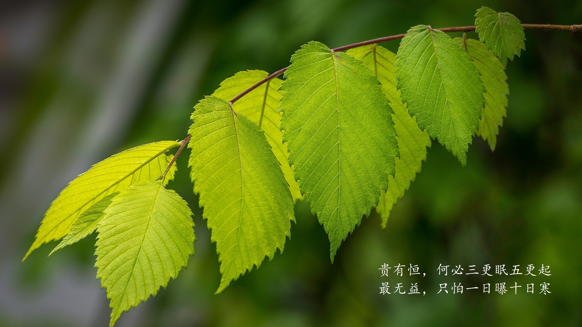 体育奇迹夜,北京压哨绝杀与德罗赞总决赛接管