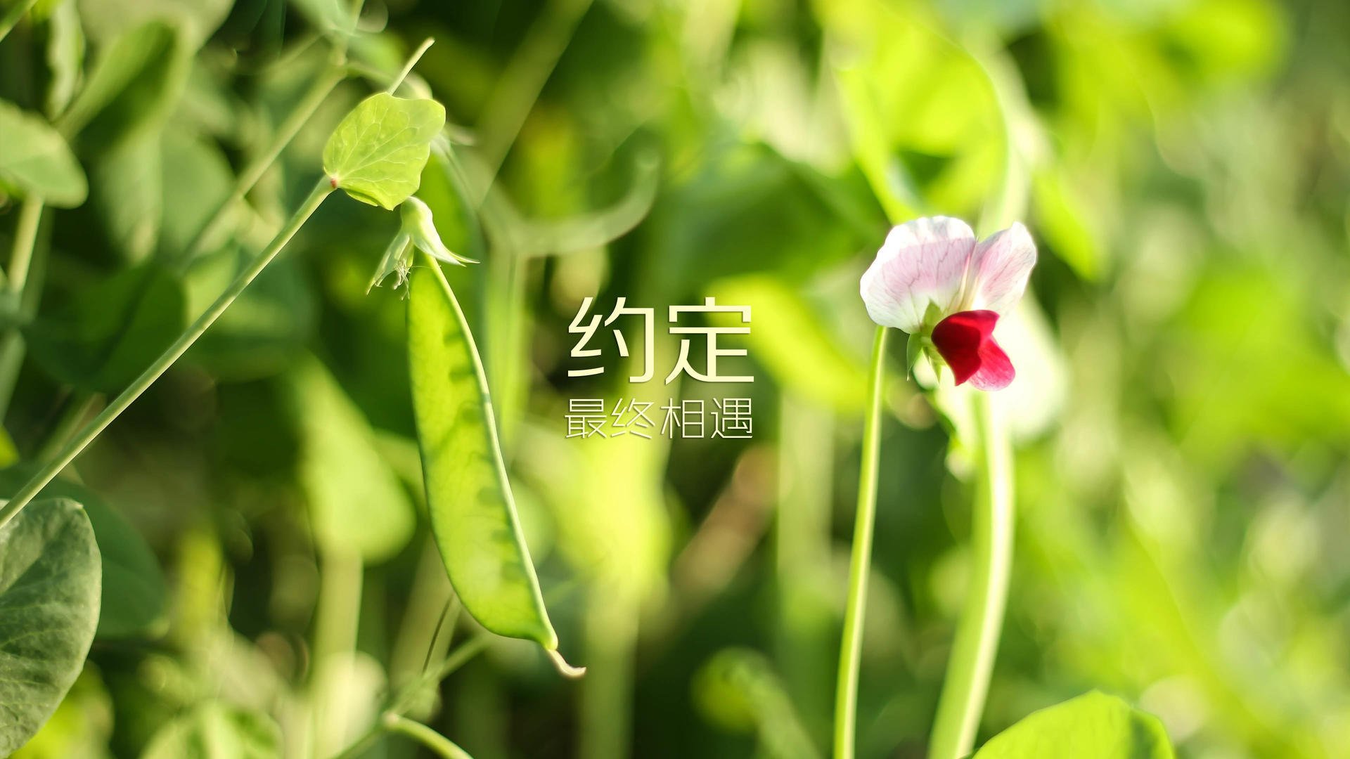 开云体育app-首先，我们扩展思维，确定一个富有深度和独特视角的文章标题