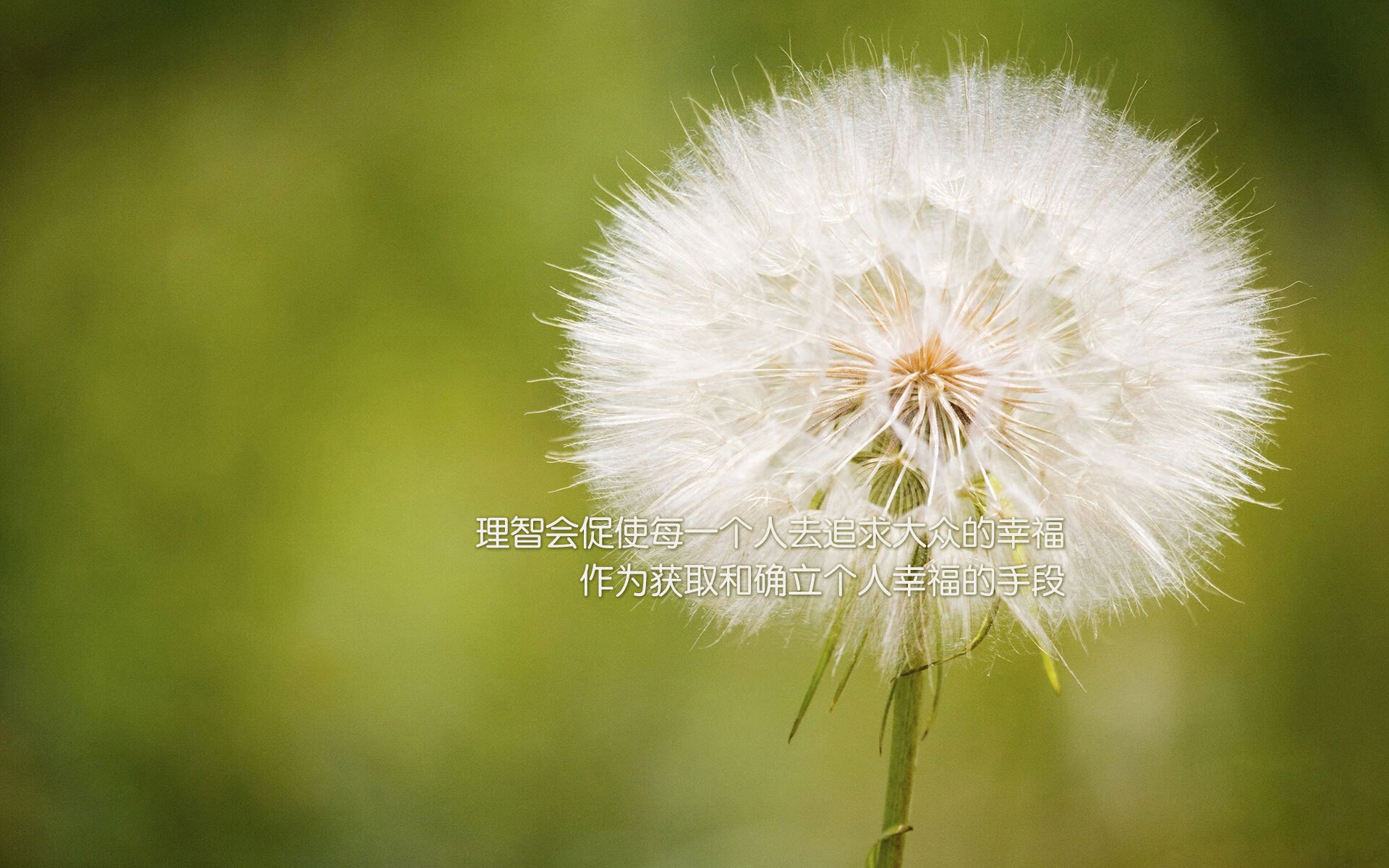 沙漠风暴吞噬斗牛士,2026世界杯F组,伊拉克用血性颠覆足球秩序,哈基米绝命一击刻下永恒